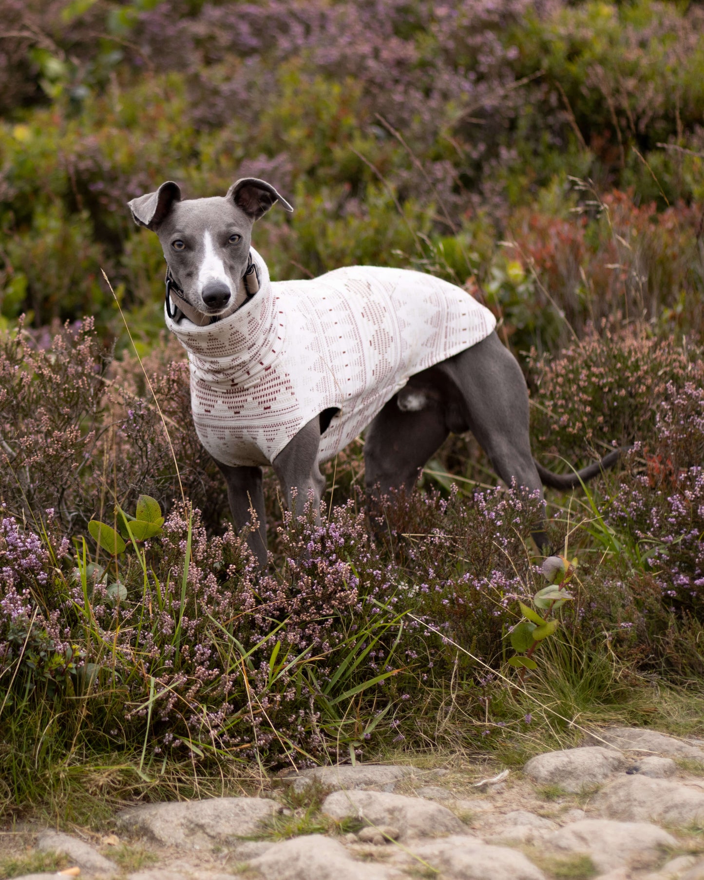 THE STAR Speedray Limited Whippet Jumper