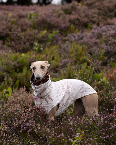 THE STAR Speedray Limited Whippet Jumper