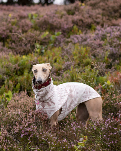 THE STAR Jumper - Iggy Size