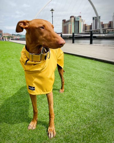 THE ROXY Raincoat - Greyhound Size